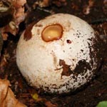 Phallus impudicus - Stinkmorchel