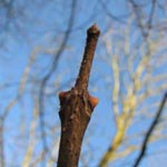 Phellodendron amurense - Amur-Korkbaum