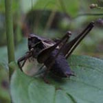 Pholidoptera griseoptera - Gewöhnliche Strauchschrecke