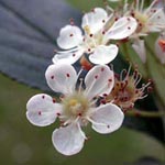 Photinia villosa - Warzen-Glanzmispel