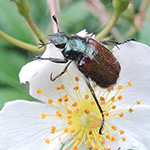 Phyllopertha horticola - Garten-Laubkäfer