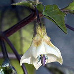 Physalis angulata - Kantige Blasenkirsche