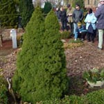 Picea glauca 'Conica' - Zuckerhutfichte