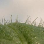 Picris hieracioides - Gewöhnliches Bitterkraut