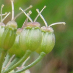 Pimpinella saxifraga - Kleine Bibernelle