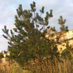 Pinus strobus - Weymouth-Kiefer