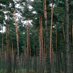 Pinus sylvestris - Wald-Kiefer