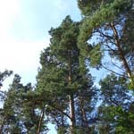 Pinus sylvestris - Wald-Kiefer