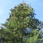 Pinus wallichiana - Tränen-Kiefer