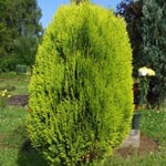 Platycladus orientalis - Morgenländischer Lebensbaum