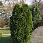 Platycladus orientalis - Morgenländischer Lebensbaum