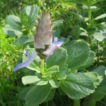 Plectranthus ornatus - Verpiss-dich-Pflanze