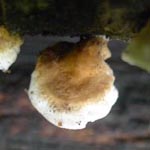 Plicaturopsis crispa - Krauser Adernzähling