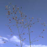 Poa palustris - Sumpf-Rispengras