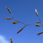 Poa palustris - Sumpf-Rispengras