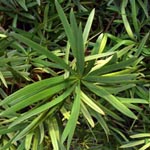 Podocarpus macrophyllus - Großblättrige Steineibe
