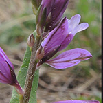 Polygala vulgaris - Gewöhnliches Kreuzblümchen