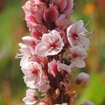 Persicaria affinis - Teppich-Knöterich