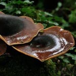 Polyporus badius - Schwarzroter Porling