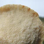 Polyporus squamatus - Schuppiger Porling