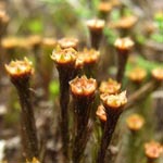 Polytrichum formosum - Wald-Haarmützenmoos