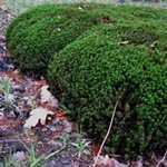 Polytrichum juniperinum - Wacholder-Haarmützenmoos