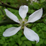 Poncirus trifoliata - Bitterorange