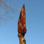 Populus x canadensis - Kanada-Pappel