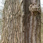 Populus nigra - Schwarz-Pappel