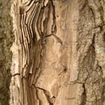Populus nigra - Schwarz-Pappel