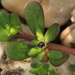 Portulaca oleracea - Gemüse-Portulak