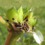 Portulaca oleracea ssp. papillatostellulata