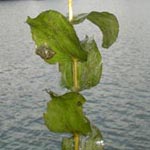 Potamogeton perfoliatus - Durchwachsenblättriges Laichkraut