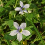 Pratia pedunculata - Blauer Bubikopf