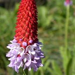 Primula viallii - Orchideen-Primel