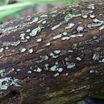 Propolomyces versicolor - Grauweißes Holzscheibchen