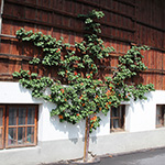 Prunus armeniaca - Aprikose