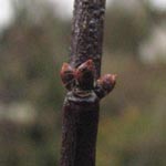 Prunus cerasifera 'Nigra' - Blut-Pflaume