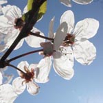Prunus cerasifera - Kirschpflaume