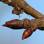 Prunus domestica - Pflaumenbaum