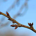 Prunus domestica - Pflaumenbaum