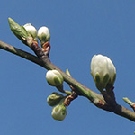 Prunus domestica subsp. syriaca - Mirabelle