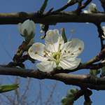 Prunus domestica subsp. syriaca - Mirabelle