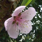 Prunus dulcis - Mandelbaum