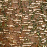 Prunus dulcis - Mandelbaum
