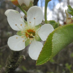 Prunus mahaleb - Weichsel-Kirsche