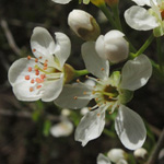 Prunus mahaleb - Weichsel-Kirsche