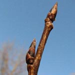 Prunus padus - Trauben-Kirsche