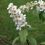 Prunus padus - Trauben-Kirsche