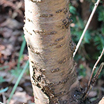 Prunus persica - Pfirsichbaum